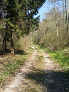 Chemin dans la forêt