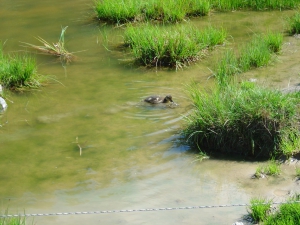 Un caneton en balade