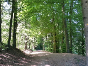 En montant dans la forêt