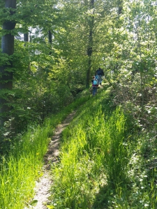 Sentier dans la forêt