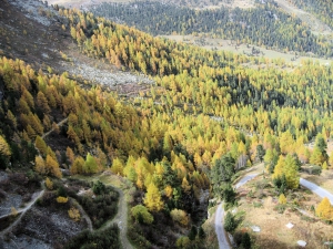 Forêt sous le barrage de Cleuson