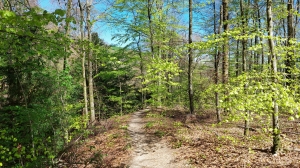 Sentier dans la forêt