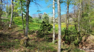 En lisière de forêt