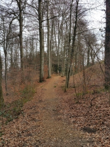 Dans la forêt