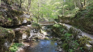 Chemin agréable dans la forêt, le long de la rivière