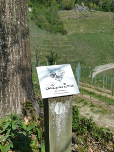 Petit panneau didactique indiquant le nom de l'arbre (ici un châtaignier cultivé)