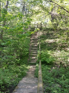 Le chemin dans la forêt