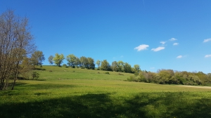 Une prairie sur le Vully