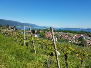 Durant la montée dans les vignes