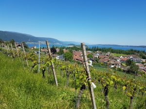 Durant la montée dans les vignes