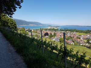 Magnifique vue sur Erlach, l'île Saint-Pierre et le lac de Bienne