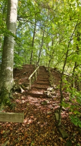 Escalier dans la forêt