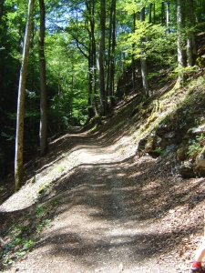 Le sentier dans la forêt