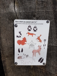 Pour apprendre à reconnaître les traces d'animaux dans la forêt