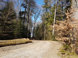 L'itinéraire emprunte par endroits une route forestière