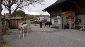 La ferme et ses poneys