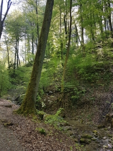 La belle forêt du Stöckentobelbach 