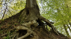 Racines de hêtre (Wehrenbach)