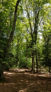 Le sentier dans la forêt