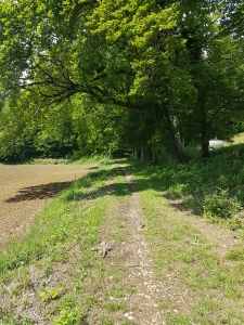 En lisière de forêt