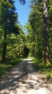 Dans la forêt