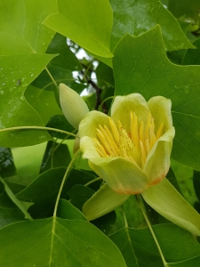 Fleur et bouton du tulipier