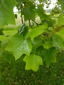 Et les feuilles