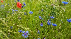 Coquelicot et bleuets