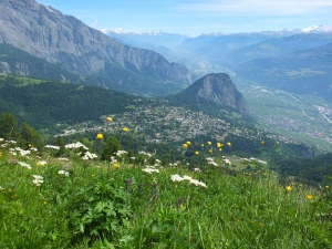 Anémones à fleurs de narcisse avec vue sur la vallée du Rhône