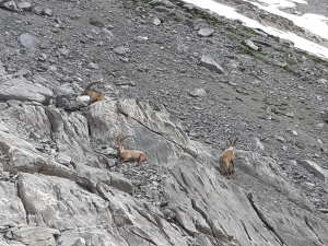 Bouquetins dignes habitants des altitudes