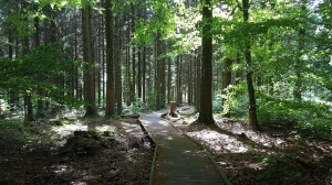 Dans la forêt