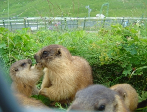 Une famille de marmottes