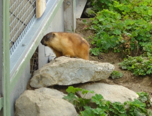 Une marmotte