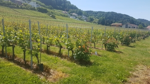 Le vignoble de Cheyres