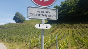Le flèches blanches indiquent le sentier viticole