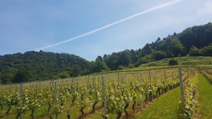 Le vignoble de Cheyres