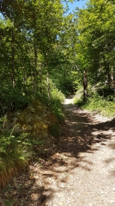 Chemin ombragé