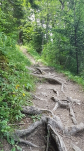 Le sentier dans la forêt