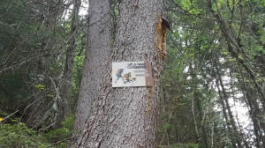 Le sentier se sépare entre sentier famille et sentier randonnée