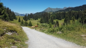 La route menant reliant Bretaye au lac des Chavonnes