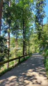La petite route goudronnée dans la forêt
