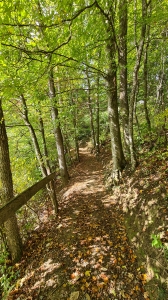 Chemin dans la forêt