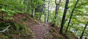 Joli sentier pédestre dans la forêt