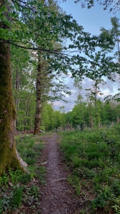 Le Parcours Ecureuils, juste avant la descente