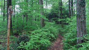 Le Parcours Ecureuils emprunte un joli sentier