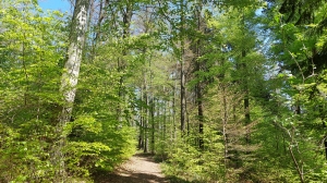 La forêt de Seyte est magnifique
