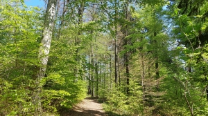 La forêt de Seyte est magnifique