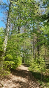 Chemin, dans le bois de Seyte