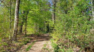 Le chemin dans la forêt