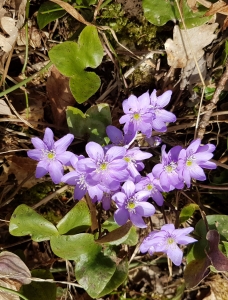 Hépatiques à trois lobes